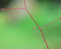 Kruståtel är lätt att känna igen på sina blad och de krusiga vippgrenarna.