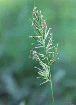 Vårbrodd Anthoxanthum odoratum Vårbrodd är vanlig i alla typer av hagar, backar, ängar och glesa skogar.