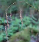 Piprör Calamagrostis arundinacea Piprör är vanlig i olika typer av hedskogar, gärna i