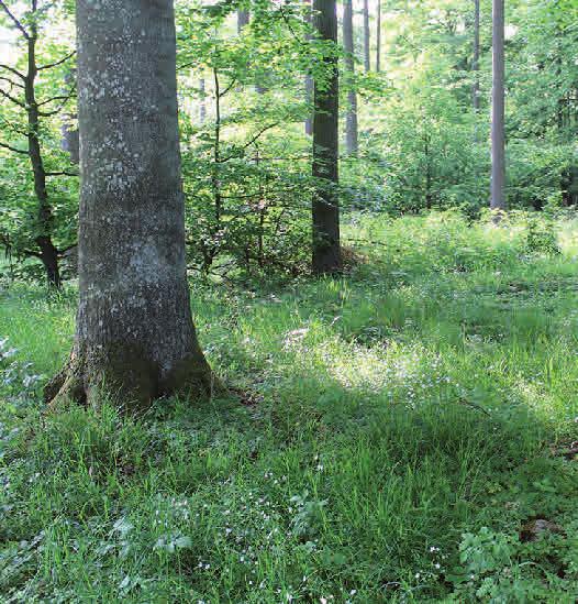 Kapitel 3 Bevara Åtgärder och skogsbruk för en artrik flora Gles bokskog med väl utvecklat fältskikt.