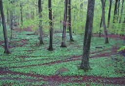 Det finns dock även många lundväxter som inte har några uppenbara anpassningar till bete och för dessa kan ett för högt betestryck leda till att de försvinner från ett skogsområde.