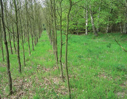 Kapitel 4 Nystart Att anlägga och restaurera fältskikt En ny plantering som ligger intill äldre skog koloniseras snabbare av skogsväxter än en plantering som ligger isolerad ute på åkern.