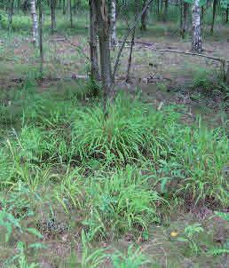 Dessa söker man oftast förgäves i nyplanterad ädellövskog och ibland har de inte etablerat sig ens 100 eller 200 år efter att skogen har anlagts.