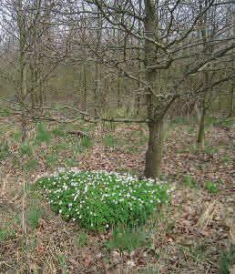 Buskstjärnblomma som vandrar in i en ekplantering från den angränsande äldre skogen. Tips Ibland hittar man vitsippa redan i unga planteringar.