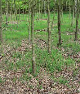 Även en skogsbilväg kan vara ett effektivt spridningshinder för vissa arter.