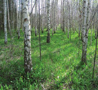 Bokplantering som ännu är för