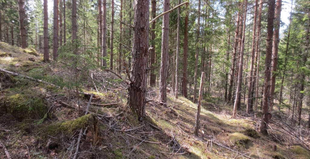 Figur 6 Brant terräng i sektion 1/... Sekvens, sektion 1/82-/8 Myrlandskapet Denna sekvens inleds med ett kalhygge i skogen (sektion 1/82-2/).