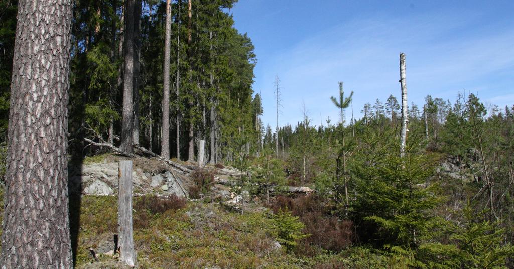 Skogsvägen korsar den nya vägen (sektion 2/6) och skogsområdet fortsätter fram till ett öppet myrlandskap som börjar vid sektion 2/8.