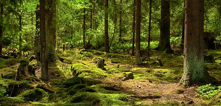 MARKANVISNINGSANSÖKAN - AMPEREN - ORMINGE, NACKA 4 FOKUS PÅ KVALITET, MILJÖ OCH SOCIAL HÅLLBARHET Tillsammans med er vill vi bidra till att Amperen blir en levande, hållbar och intressant plats att