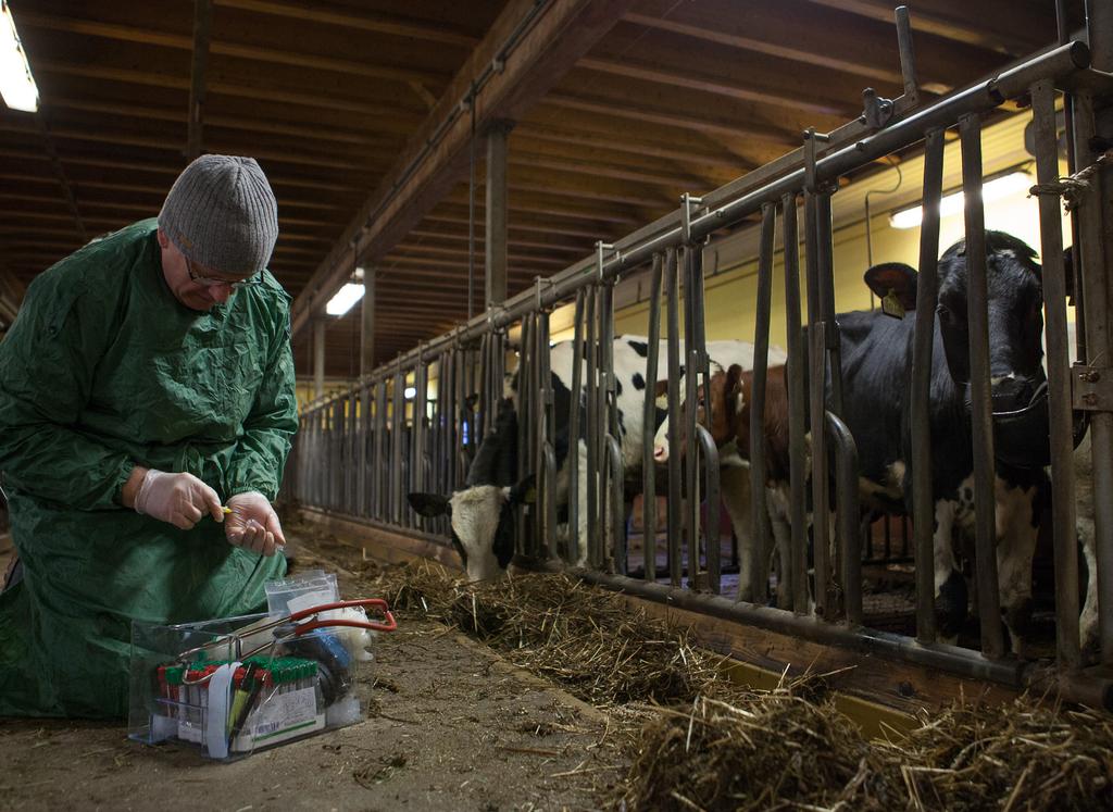 FOTO: JENNY SVENNÅS-GILLNER Verkningslösa läkemedel mot infektionssjukdomar är ett av framtidens största hot. Forskare på SLU bedriver projekt som syftar till att hitta nya framtida antibiotika.