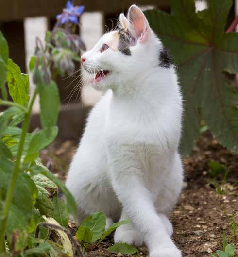 Om den som hittat katten uppger att katten vistats i området under en till två veckors tid och den inte är anmäld som förlorad eller bortsprungen kan beslutet bli att den inte anses som hittegods