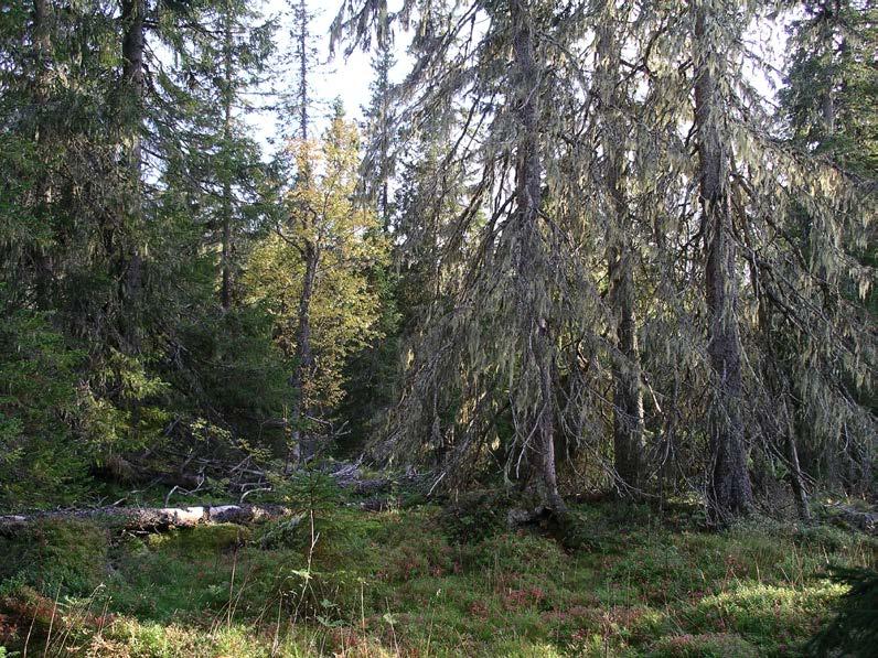 4 / 7 PLANDEL Skötsel och förvaltning av naturreservatets natur- och kulturvärden Skötselområde A - Skog- myrmosaik. Areal 309,5 ha. Skogen är på sina ställen urskogsartad.