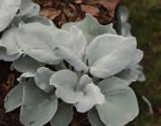 Silverstånds Senecio candicans Angel Wings Stora, silverskimrande blad som