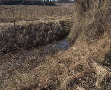 Endast ett tidigare fynd föreligger från Uppland och arten är ny för Stockholms kommun. Detta visar ytterligare på områdets höga naturvärden kopplat till ädellövträd.