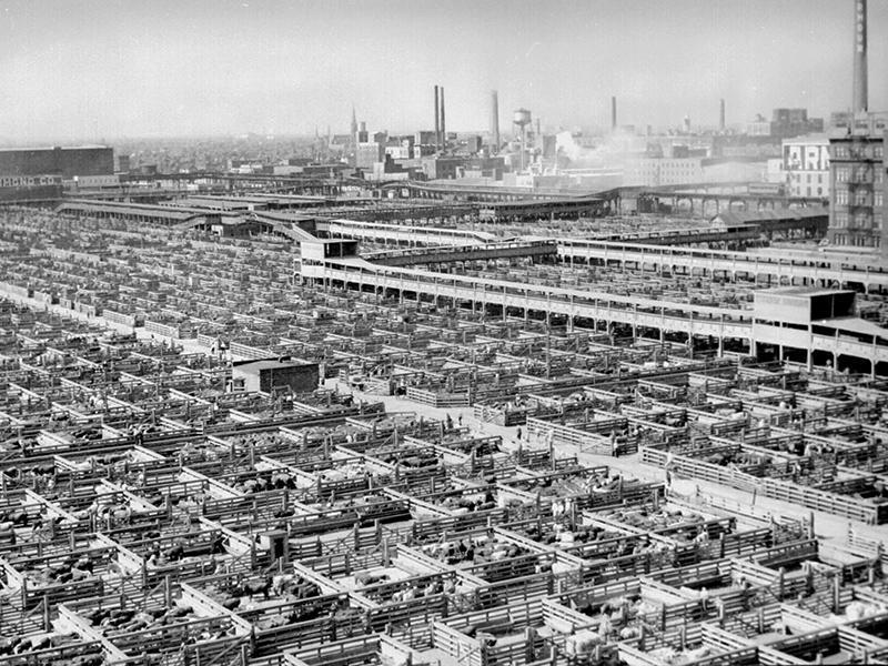 Chicago s Union Stockyards, a facility that handled the slaughter, processing, packaging and distribution of cattle and swine.