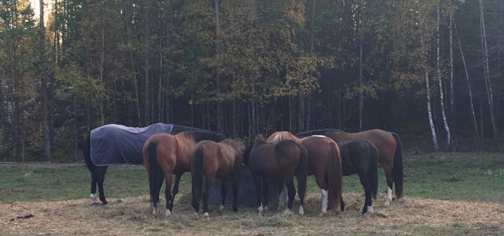Institutionen för anatomi, fysiologi och biokemi Varmblodiga ridhästars inhysning i svenska avels- och uppfödningsverksamheter Housing of horses in Swedish breeding farms for