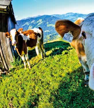 6 Tierhalterhaftung: Gesetzesänder ZIVILRECHT. Eine funktionierende Alm- und Weidewirtschaft ist in einem Land der Berge, wie Österreich, von hoher ökologischer und ökonomischer Bedeutung.