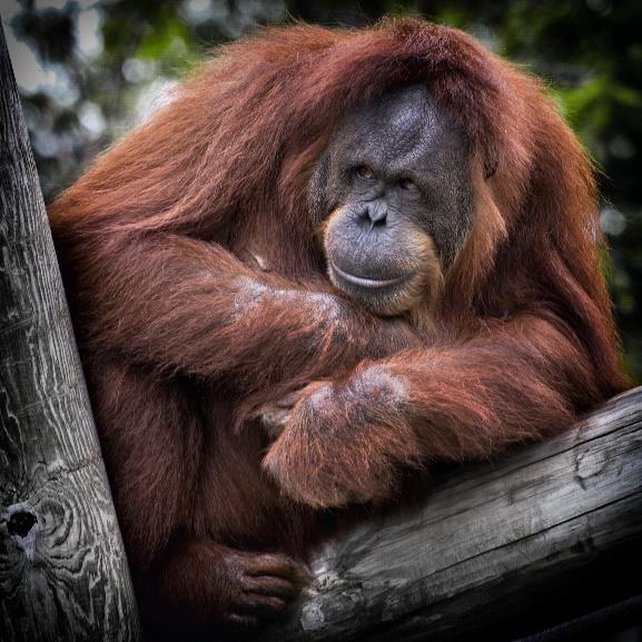 BERGSGORILLA Gorilla (Beringei berinei) är en underart till den östliga gorillan som tillhör familjen hominider bland primaterna.