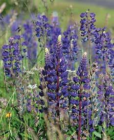 Vård av jorden 6 När nya rabatter anläggs rekommenderas att först så Blå lupin (Lupinus angustifolius), Gullupin (L. luteus) eller Vitlupin (L. albus).