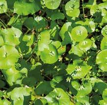 Som underplantering fungerar även marktäckande buskar som smultron. Om så önskas kan även ettåriga ärtväxter som Grävklöver (Trifolium subterraneum) planteras.