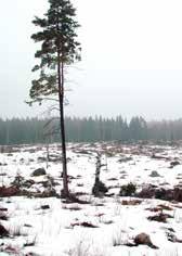 Etnobotanik planter i skik og brug, i historien og i folkemedicinen. Vagn J.