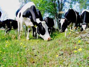 traditionell kunskap I både CBD och IPBES finns ambitionen att ge lokal och traditionell kunskap samma status som vetenskaplig kunskap, baserat på övertygelsen att den traderade och