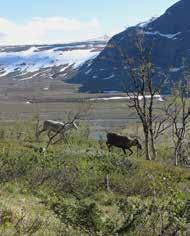 Genom uppdrag från Miljödepartementet och senare Naturvårdsverket har CBM (genom projekten Etnobiologi i Sverige och Naptek) arbetat med att utforska den traditionella kunskapen om biologisk mångfald