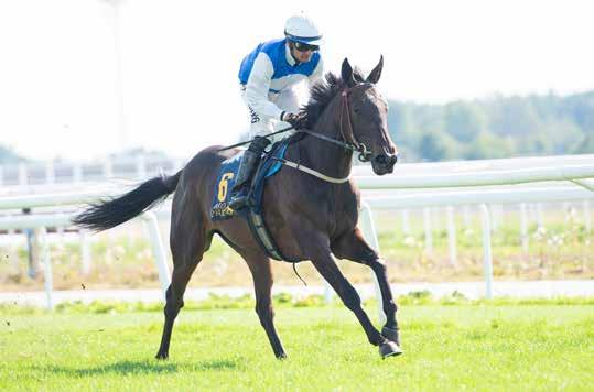 SFAF 100 år Breeders Trophy Juvenile Voix d Amie Mirach Hemmatränare Patrick Wahl hade ett riktigt fint SM för tvååringar.