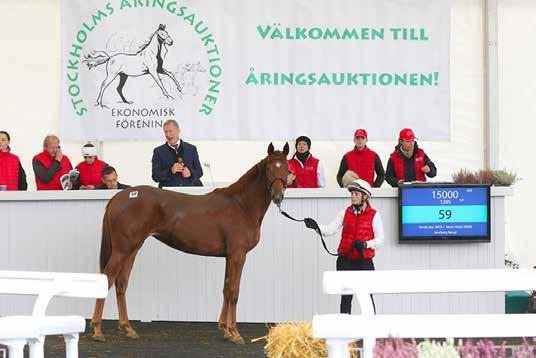 Spekulanter som har registrerat sig hos SÅEF kan bjuda på åringarna via internet från och