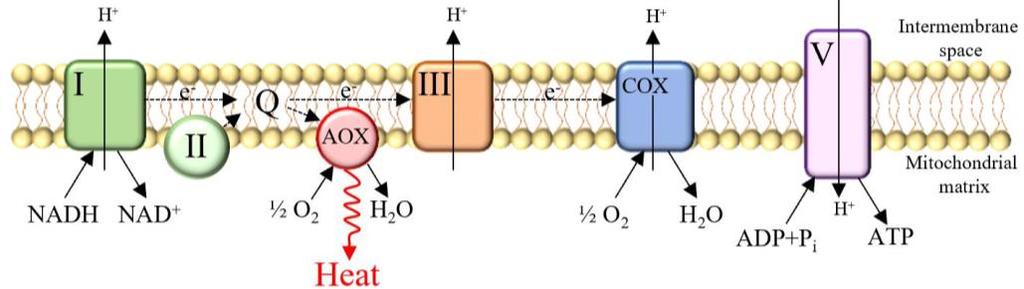 The alternative oxidase pathway bypasses complex III and IV (COX).