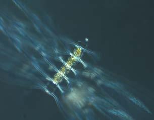 The diatom Chaetoceros impressus was