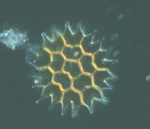 The diatoms Coscinodiscus wailesii
