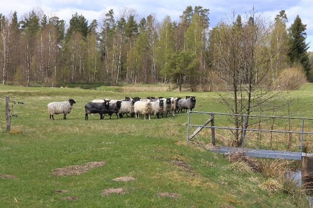 Du passerar Mjälahult och når Ynnabo. Här lämnar du leden och följer vägen genom Saxbol till sjön Stora Frillen. Härifrån följer du en skogsväg fram till Knallhult och ditt boende för natten.