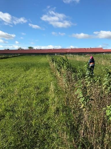 jordärtskockor medan gräset inte visade några spår.