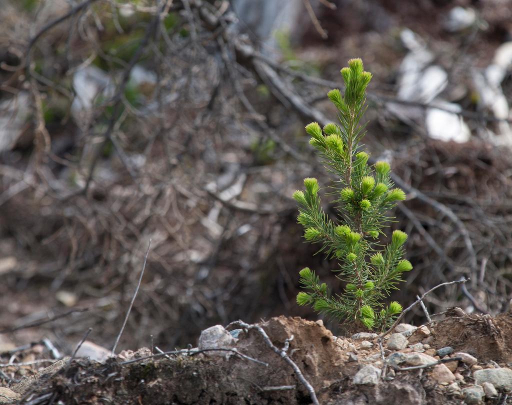 ARBETSRAPPORT 1052-2020 Frmtidens skogr BESTÅR DE AV PLANTERADE PLANTOR ELLER NATURLIGT FÖRYNGRADE TRÄD?