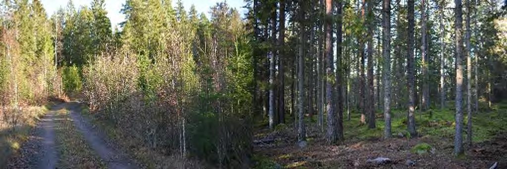 Resterande marker domineras av gallring och röjningsskog. Flera vägar finns genom fastigheten vilket ger bra möjligheter för uttransport av skogsråvaran.