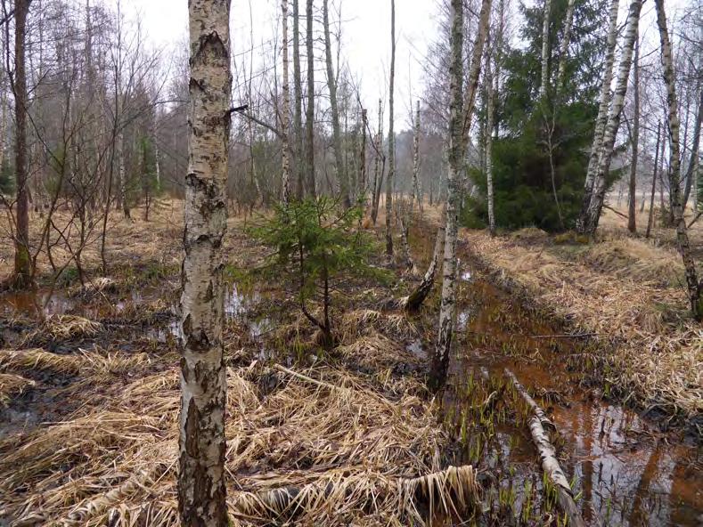 Ersätt Ersätt med med sidhuvud naturvärdesinventering Källberga Figur 5. Naturvärdesobjekt 1: Lövsumpskog av igenväxningstyp.