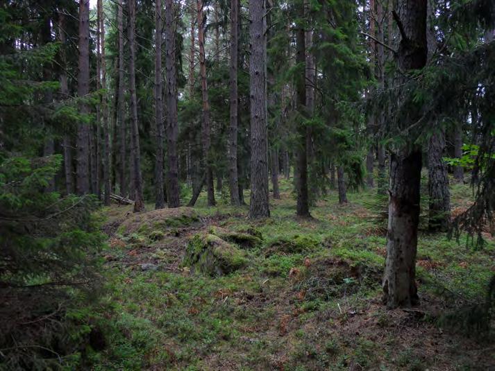 Ersätt Ersätt med med sidhuvud naturvärdesinventering Källberga rikligt. Kransmossa förekommer mycket rikligt, men också vägg- och husmossa. Kammossa finns fläckvis.