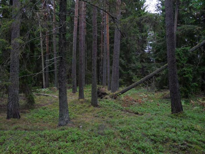 Värdefulla strukturer och funktioner Det finns ett fåtal lågor av tall och gran. På bergkullen finns enstaka senvuxen gammal tall. Vid grustaget i söder finns öppna sandytor.