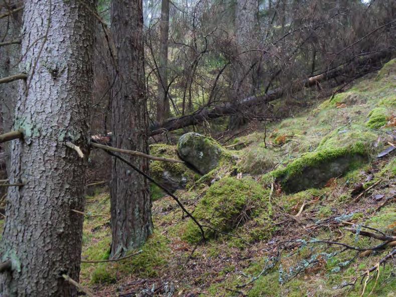 Värdefulla strukturer och funktioner Gammal tall, gammal gran, lågor av tall och gran. Sandigt underlag. Naturvårdsarter Rödlistade arter Inga rödlistade arter är funna i delområdet.