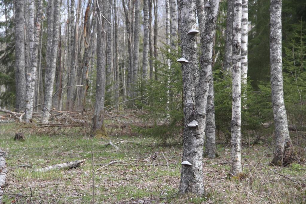 Miljöer för vitryggig hackspett Stora Enso Skog har under en lång tid medverkat i Projekt Vitryggig Hackspett, ett samarbete mellan Skogsstyrelsen och Naturskyddsföreningen.