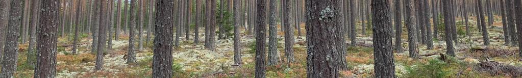 Enligt inventeringen omfattar skogsmarken ca 17,1 ha med