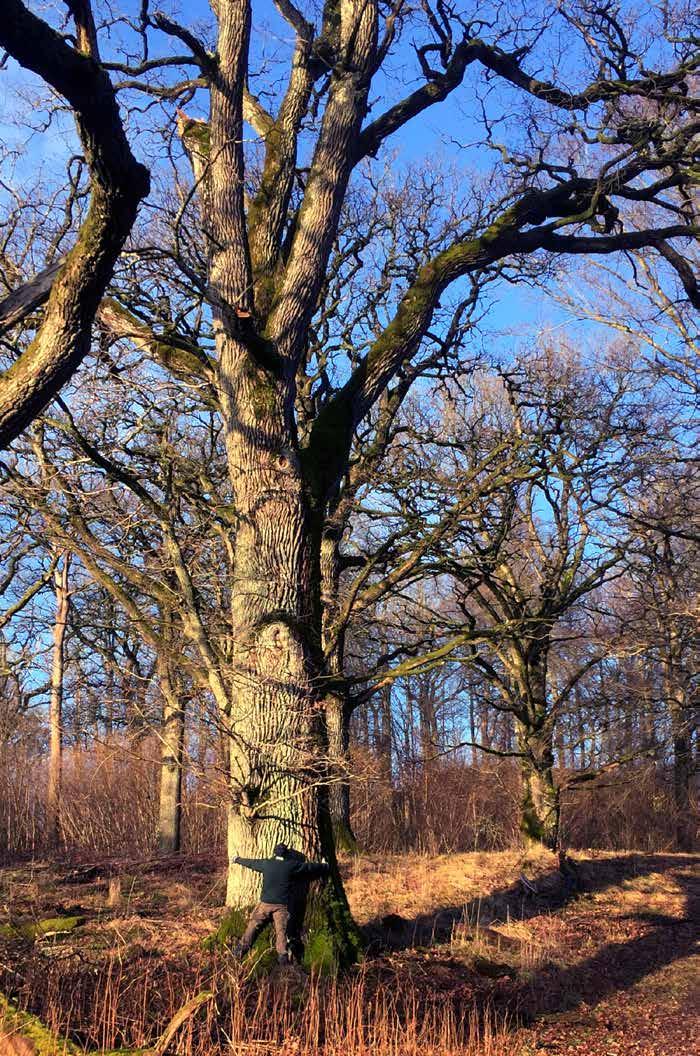 REVISIONSBERÄTTELSE En av de gamla ekarna i naturreservatet Hulan, Lerums kommun. Revisionsberättelse Till styrelsen i Stiftelsen för Västsvenska Fritidsområden, org.