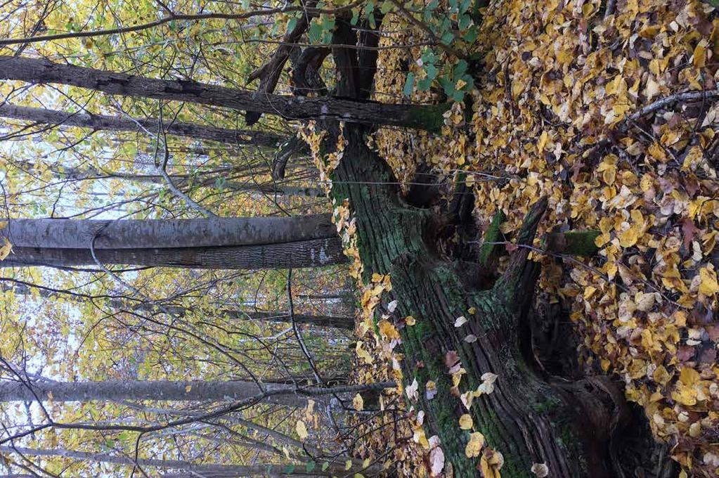 Vårda En mycket stor andel av verksamheten handlar om naturvård. Det är ju naturen i områdena som från början gjort dem attraktiva och viktiga för mångfald och skyddade arter.