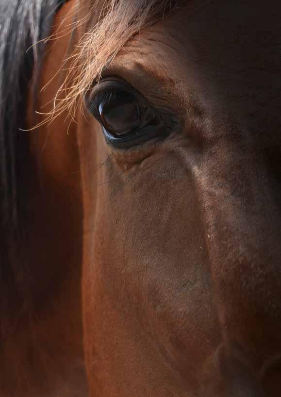 VAD HÄNDER NÄR KARRIÄREN ÄR ÖVER? Att våra hästar mår bra innan, under och efter karriären är allas vårt ansvar.