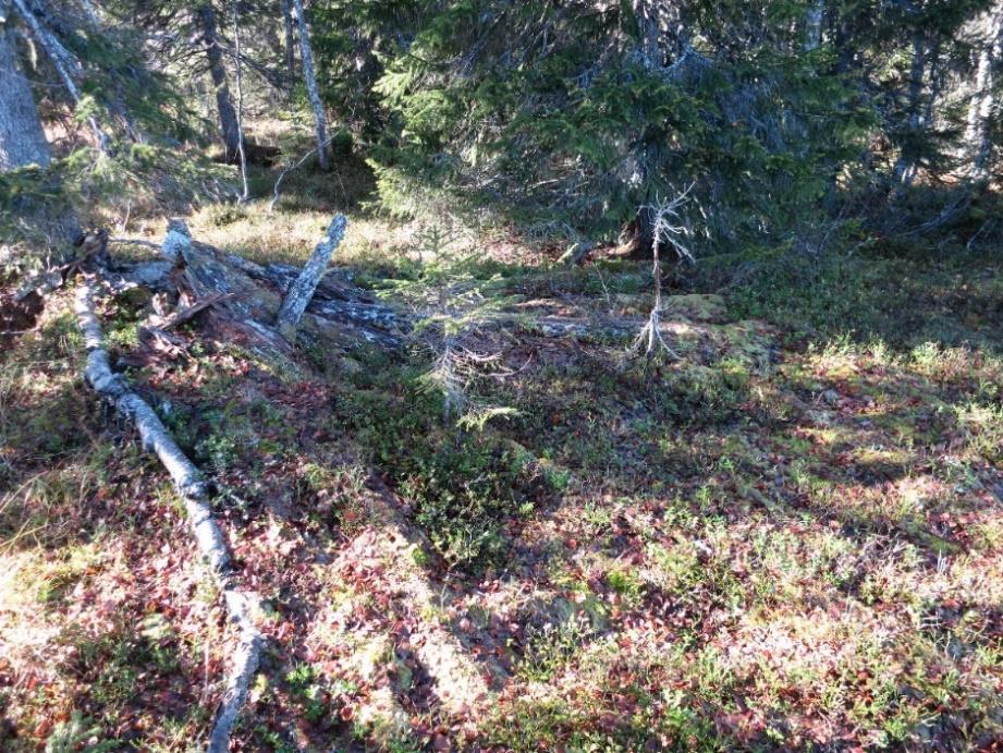 6 / 9 PLANDEL Skötsel och förvaltning av naturreservatets naturvärden Skötselområde A Fjällnära lövträdsrik grannaturskog präglad av intern dynamik och med inslag av våtmark (521 hektar) Beskrivning