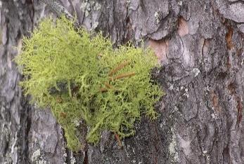 6 / 10 PLANDEL Skötsel och förvaltning av naturreservatets naturvärden Naturreservatet består av ett skötselområde (A) med brandpräglad urskogsartad tallskog, vattendrag, våtmarker och fjällhedar.