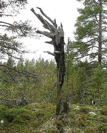 Denna störning har också gjort skogen ljusare vilket har gynnat lövträd och lavar som växer på dessa under ljusa förhållanden.