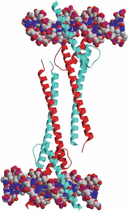 134 S. K. Nair S. K. Burley Fig. 5 Ribbon diagram of the bivalent Myc Max heterotetramer observed in the Myc Max/DNA co-crystals (Max, red;myc, cyan).