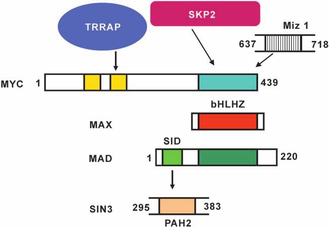 Structural Aspects of Interactions Within the Myc/Max/Mad Network 125 Fig.
